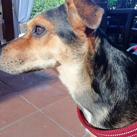 Podere Di Sotto Frühstückspension *