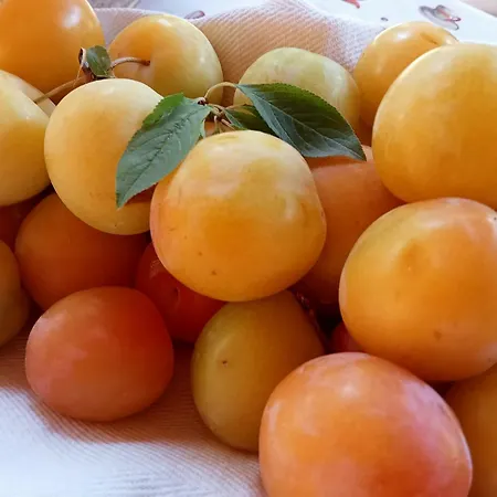 Podere Di Sotto Bed & Breakfast Montelupo Fiorentino